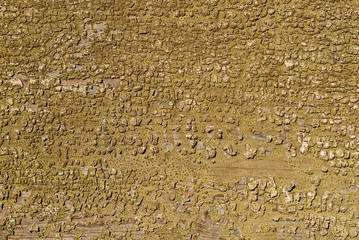 Tree bark background / texture