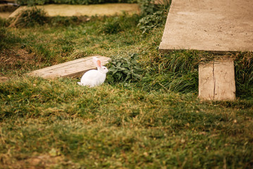 Cute bunny rabbit sitting in the garden.Animal nature background.Easter day concept idea.