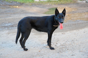 Beautiful black dog. Dog shows tongue.