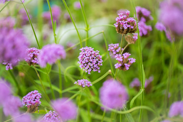 purple flowers. Limonium flowers are also known as sea-lavender, statice, caspia or marsh-rosemary.