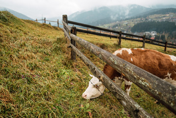 Obraz premium Red cow at summer green field