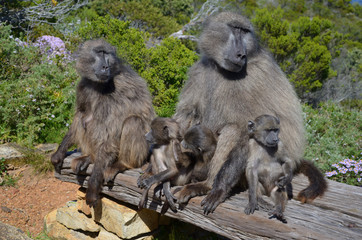 Baboon Family