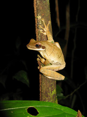 Frog in Amazon Rainforest