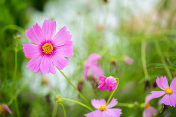 Fototapeta premium Cosmos flowers blooming in the garden.Pink and red cosmos flowers garden, soft focus and look in blue color tone.Cosmos flowers blooming in Field.
