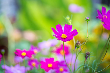 Obraz na płótnie Canvas Cosmos flowers blooming in the garden.Pink and red cosmos flowers garden, soft focus and look in blue color tone.Cosmos flowers blooming in Field.