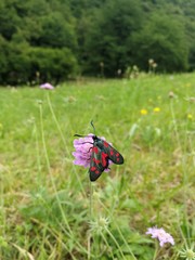 Hufeisenklee Widderchen