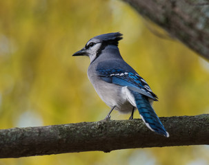 Blue Jay on Branch