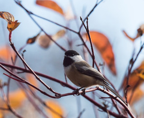 Chickadee on Branch