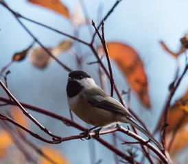 Chickadee on Branch