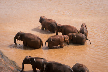 Elephants bathe in red water.
