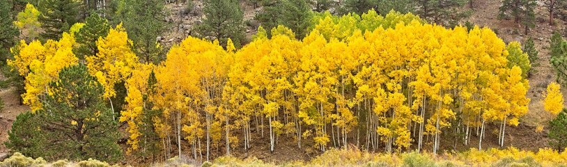 Fall Color Panos