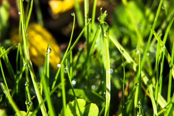 Green grass and light spots background. Dew drops on bright green grass. Nature, ecology concept. Blurred background, macro. 