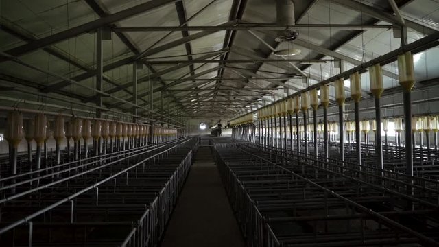 Modern industrial farm for breeding pigs, modern tech automated room insemination