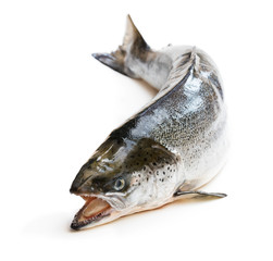 Whole salmon fish isolated on white background