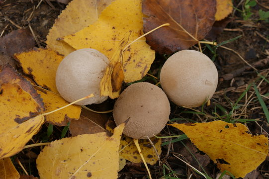 Tres pedos de lobo de oto&ntilde;o