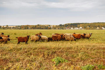 Sheep grazing on the field