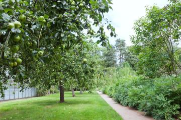 Ripe green apples in an orchard, flowers next to a path.