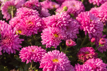 Pink Chrysanthemum flowers as a background or wallpaper.