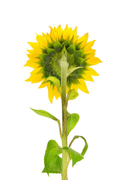 Flower and stalk sunflower isolated on white. Back view.