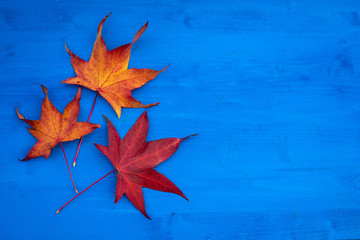 trois feuilles mortes, tournées vers la droite , sur une planche de bois bleues 