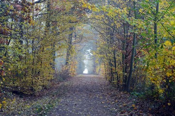 Morning mood in the forest with light fog, path in the forest, with trees and scrub on the side