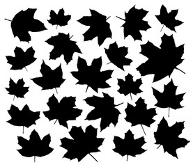 Maple leaves silhouettes set isolated on white background vector