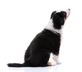 Australian Shepherd purebred puppy, 2 months old sitting on floor and looking away. Black Tri color Aussie dog, isolated on white background - back view