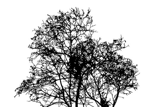 Silhouette of tree without leaves isolated on white background vector