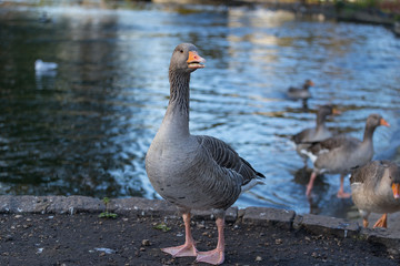 Portrait of Greylag Geese, showing grey feathers and yellow black on each goose