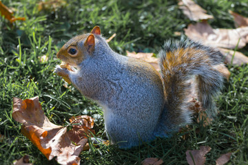Squirrel in autumn park forest. Squirrel with nuts in autumn forest park scene.