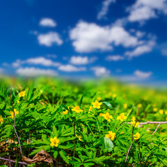 closeup wild flowers on a blue sky background