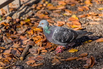 Gołąb chodzący po ziemi w parku