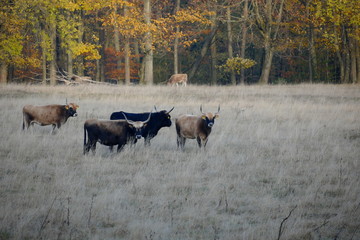 Galloway Heckrind