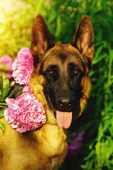 The portrait of a short-haired German Shepherd dog posing outdoors in the garden with pink peony flowers in summer