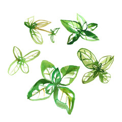 Watercolor illustration of fresh green basil isolated on white background. Flat lay top view