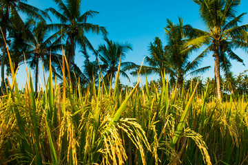 Fresh Rice plants closeup before harvest, Ubud, Bali, Indonesia