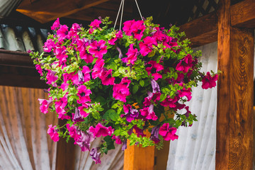 Fototapeta premium Baskets of hanging petunia flowers on balcony. Petunia flower in ornamental plant.