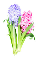 Hyacinth blue and pink fresh flowers with green leaves isolated on white background