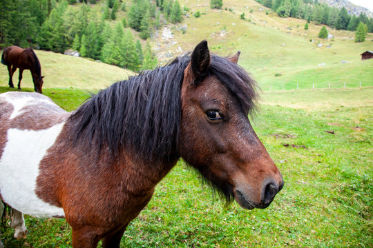 Image from Pony in the mountains of Austria