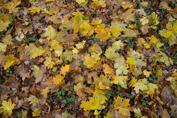Autumn leaves with frost on ground in forest

