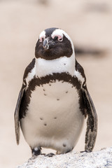 African penguin (Brillenpinguin) from Boulders Penguin Colony