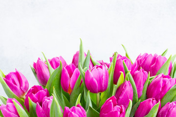 Violet fresh tulip flowers border on gray background with copy space
