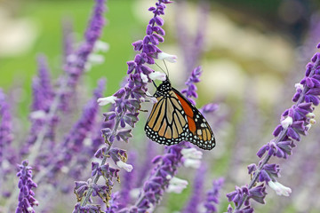 Monarch butterfly on lavender flower