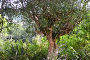 centro de jardin