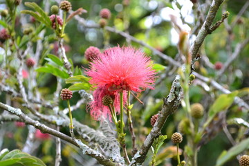arbol en flor