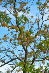 Green tree and blue sky
