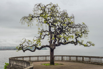 Sophora japonica  - Albero degli innamorati - Stresa