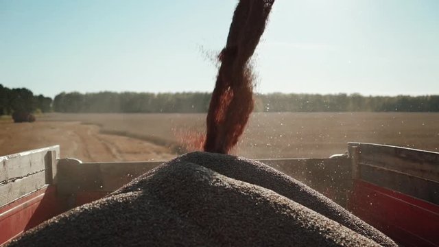 stream of grain wheat funneled into truck container