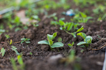 young cucumber sprout with two leaves on bed.