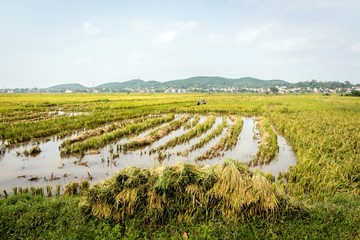 Rice harvest, Vietnam